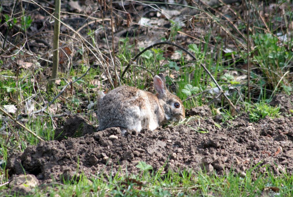 Sylvilagus floridanus (VA)